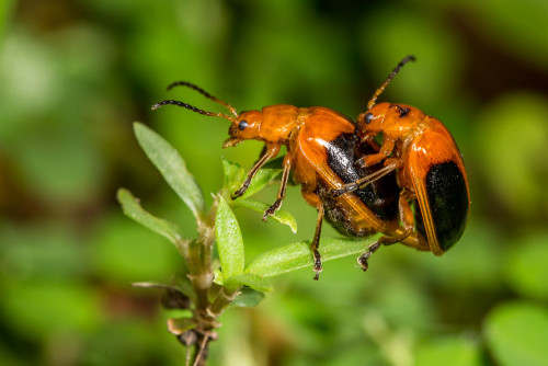 Oides species of Flea beetle mating