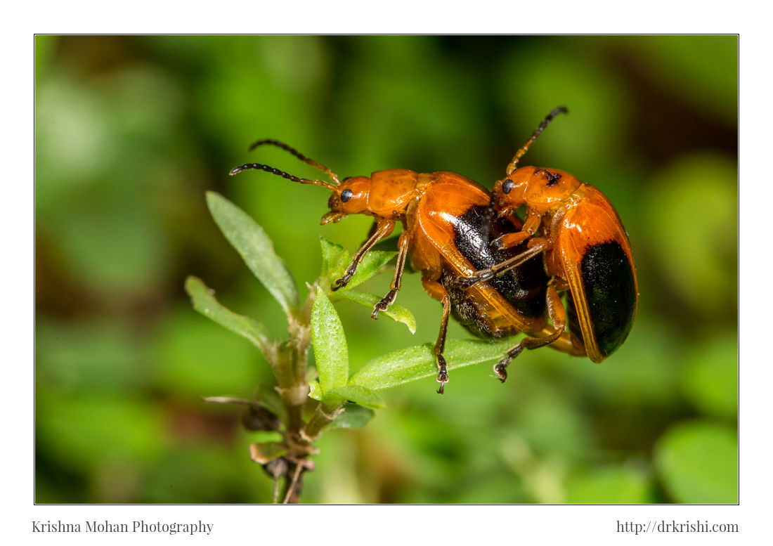 Oides species of Flea beetle mating