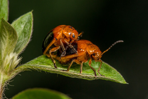 Oides species of Flea beetle mating