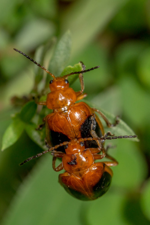 Oides species of Flea beetle mating