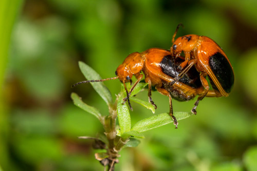 Oides species of Flea beetle mating