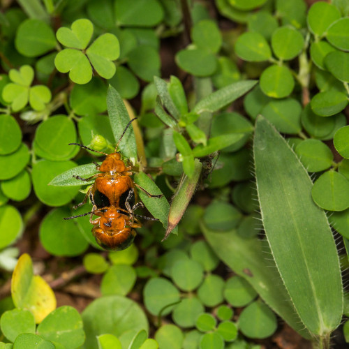 Oides species of Flea beetle mating