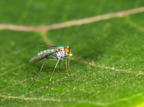 Long-legged Fly