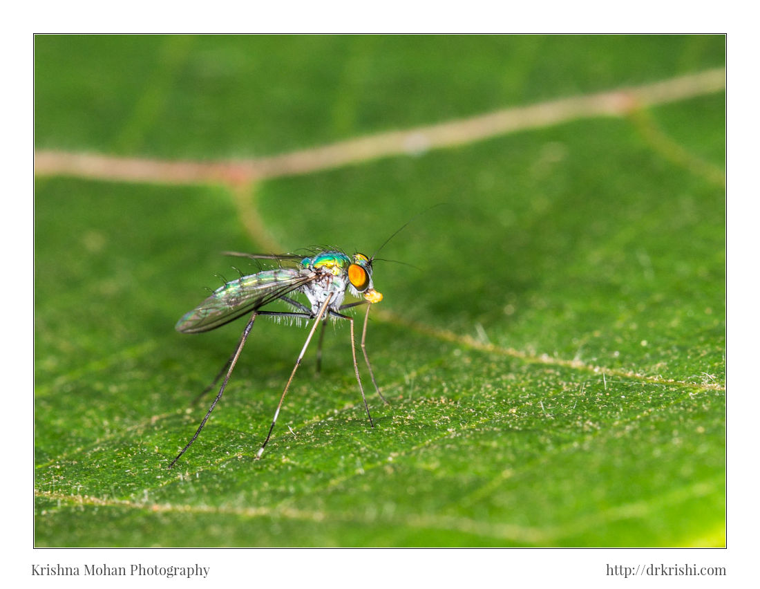 Long-legged Fly