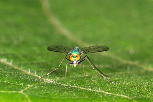 Long-legged Fly