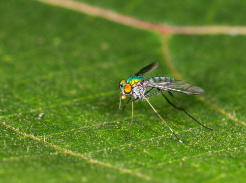 Long-legged Fly