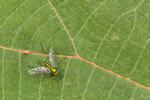 Long-legged Fly