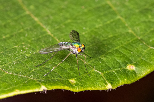 Long-legged Fly