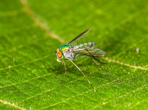 Long-legged Fly