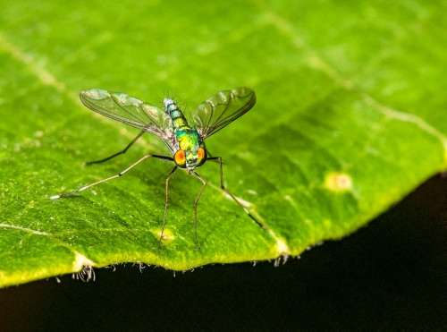 Long-legged Fly