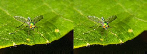 Cross Eye Stereogram of Long-legged Fly