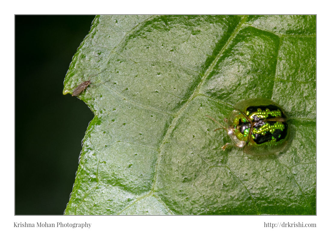 Green Tortoise Beetle – Cassida circumdata – Krishna Mohan Photography