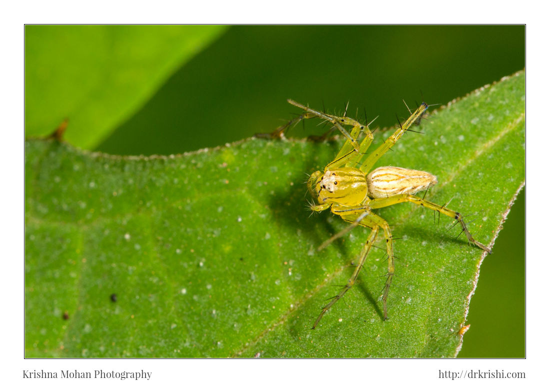 Lynx Spider - Oxyopes