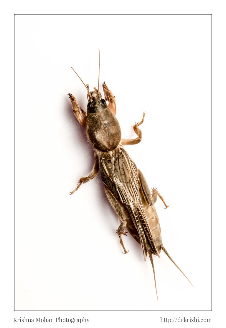 Oriental Mole Cricket