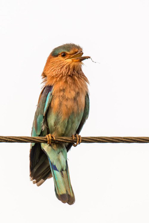 Indian Roller With Broken Beak