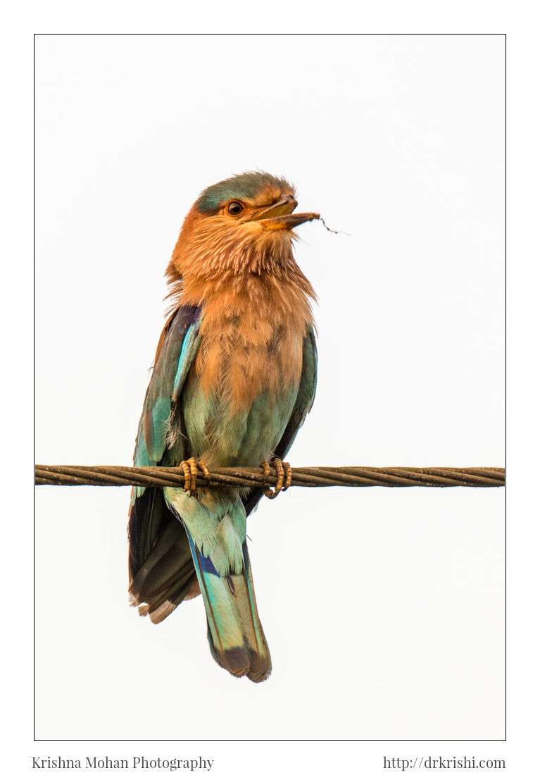 Indian Roller With Broken Beak