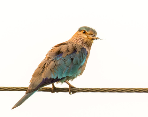 Indian Roller With Broken Beak