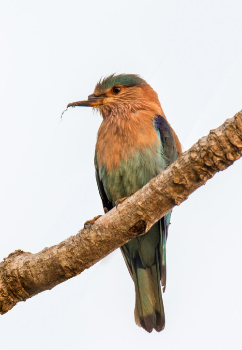 Indian Roller With Broken Beak