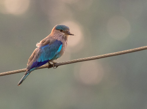 Indian Roller With Broken Beak