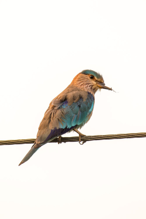 Indian Roller With Broken Beak