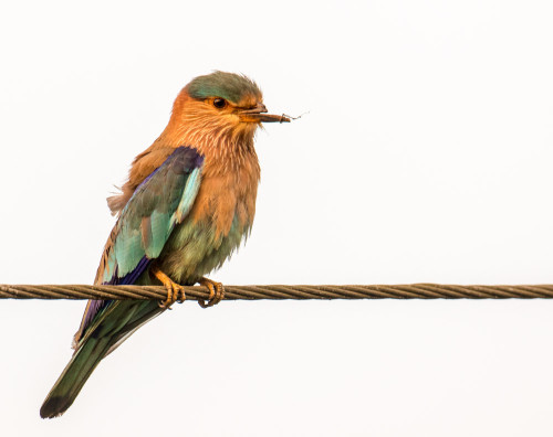 Indian Roller With Broken Beak