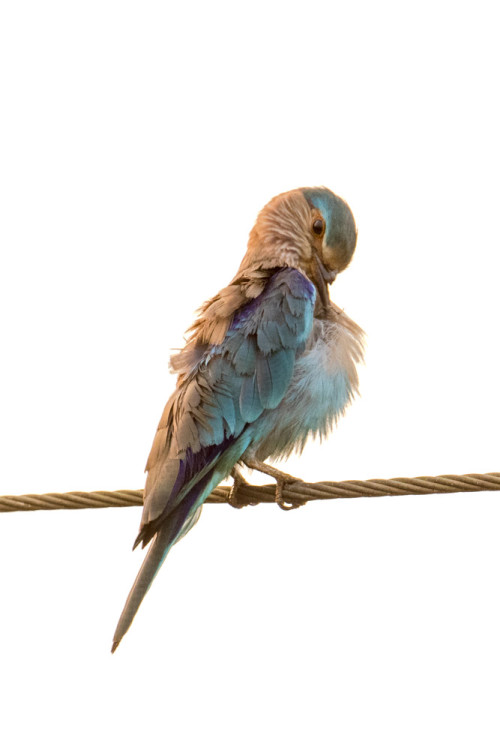 Indian Roller With Broken Beak