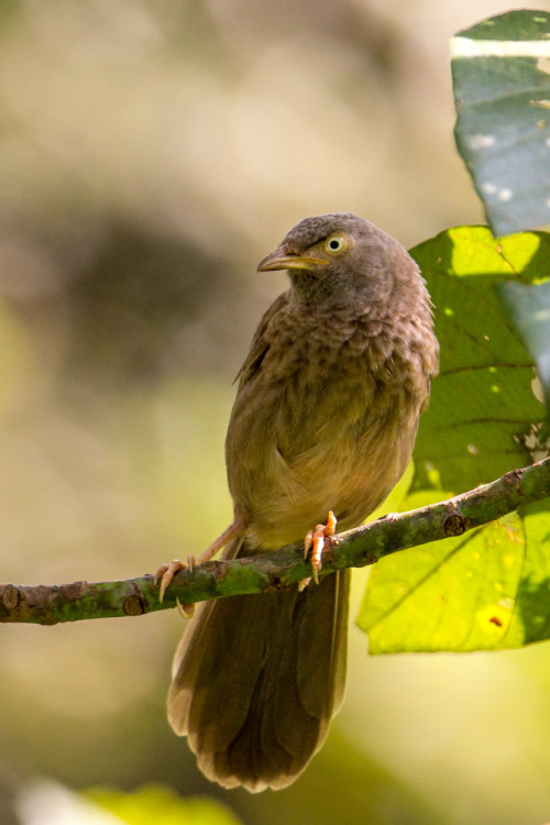 Jungle Babbler