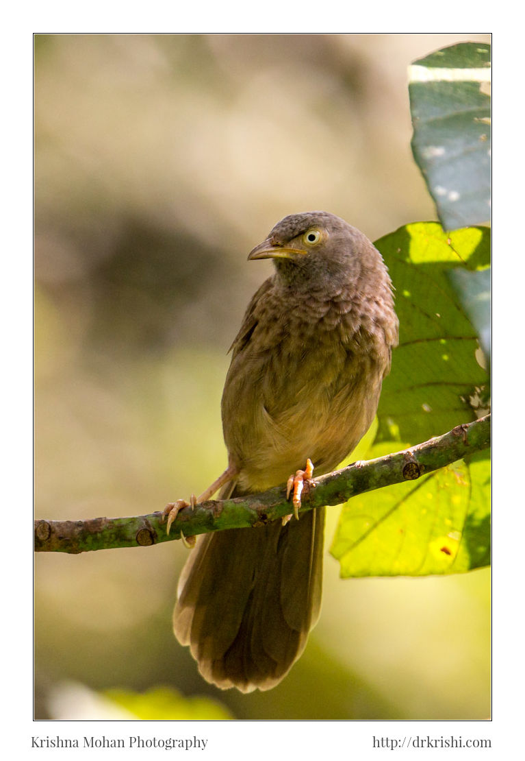 Jungle Babbler