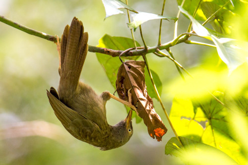 Jungle Babbler