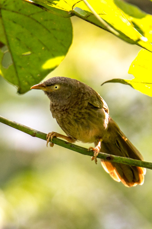 Jungle Babbler