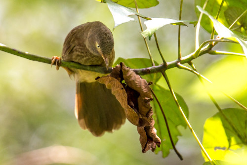 Jungle Babbler