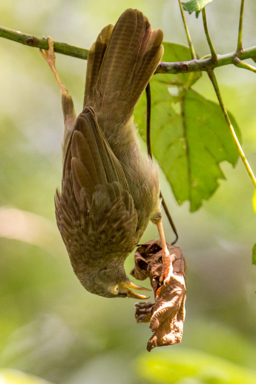 Jungle Babbler