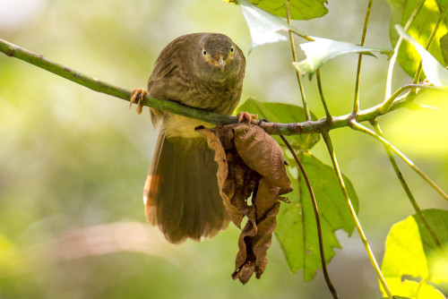 Jungle Babbler