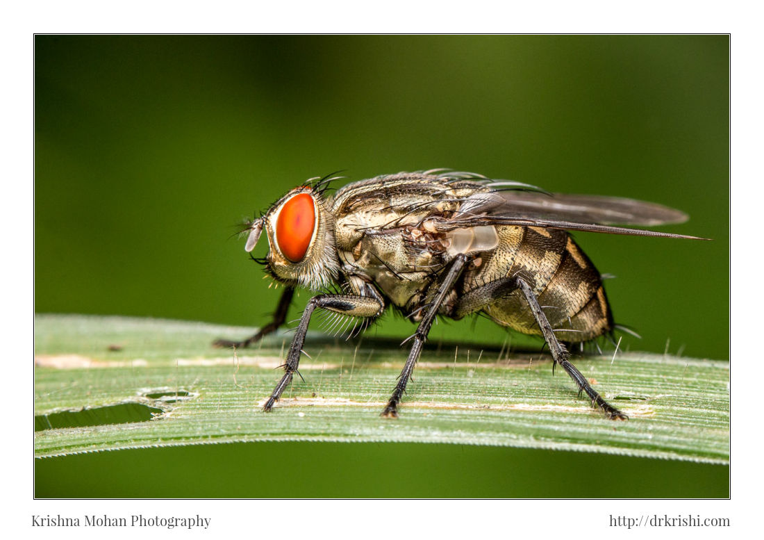 Sarcophagidae Flesh Fly