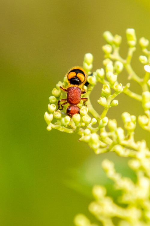 Velvet Ant - Mutillidae