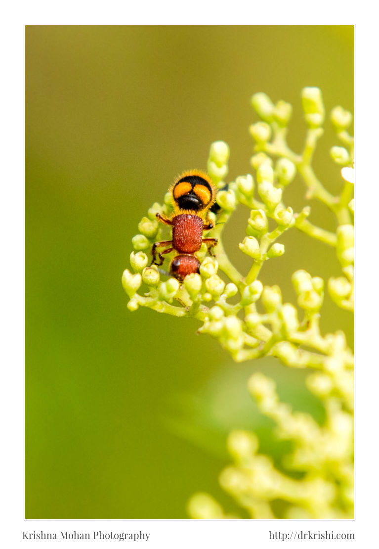 Velvet Ant - Mutillidae