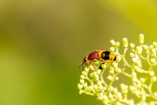 Velvet Ant - Mutillidae