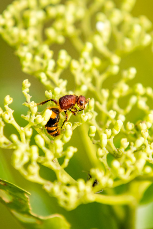 Velvet Ant - Mutillidae