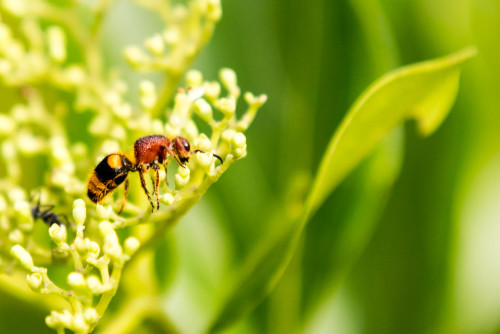 Velvet Ant - Mutillidae