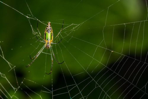 Leucage Orb-Weaver