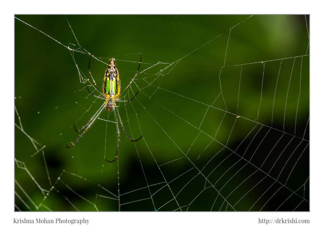 Leucage Orb-Weaver