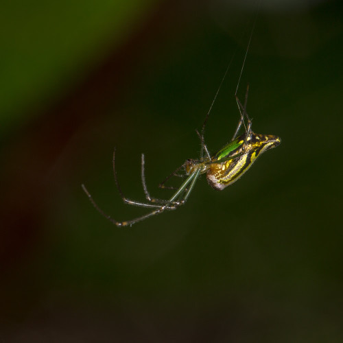 Leucage Orb-Weaver