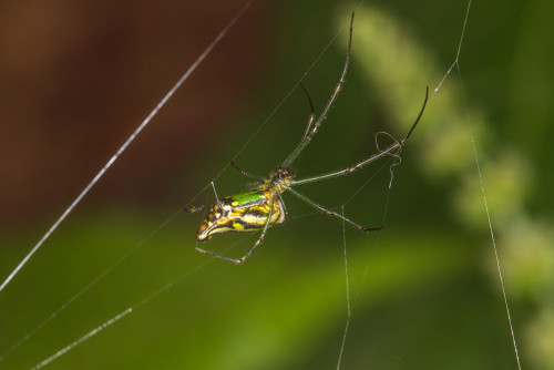 Leucage Orb-Weaver