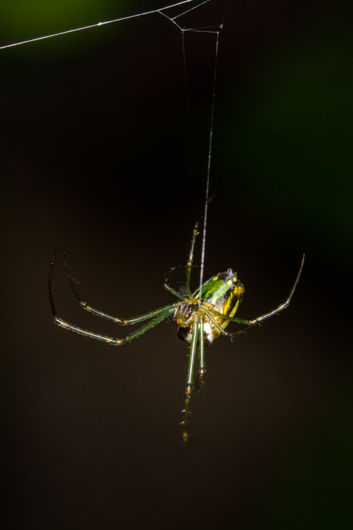 Leucage Orb-Weaver