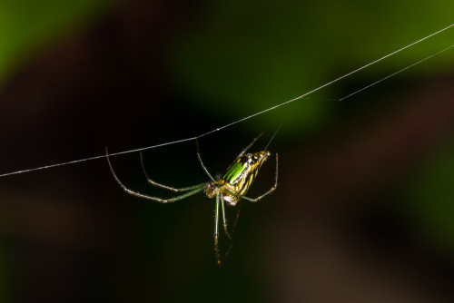 Leucage Orb-Weaver