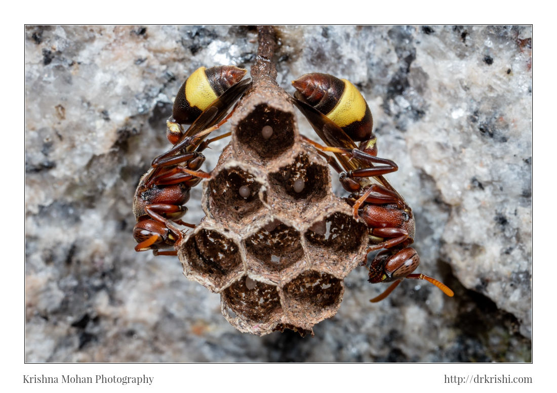 Ropalidia Social Wasp