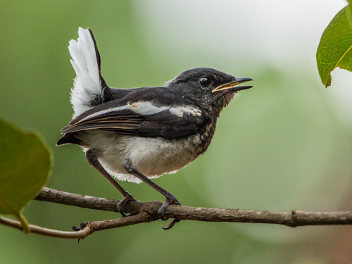 Juvenile Oriental magpie-robin