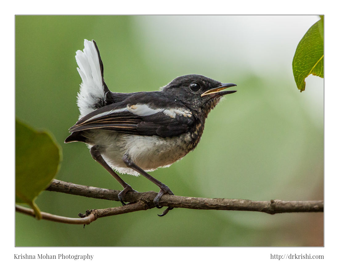 Juvenile Oriental magpie-robin