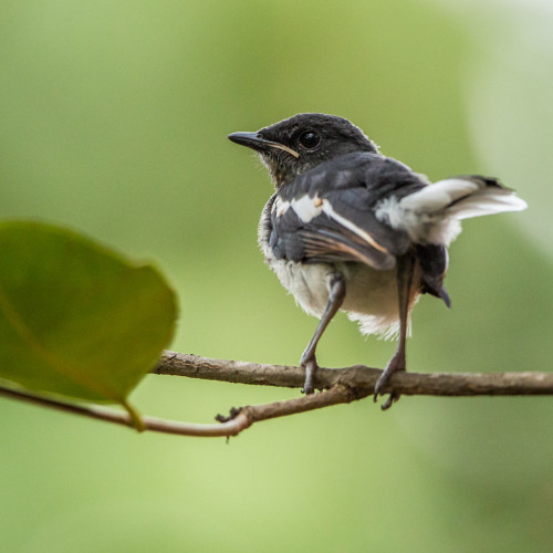 Juvenile Oriental magpie-robin