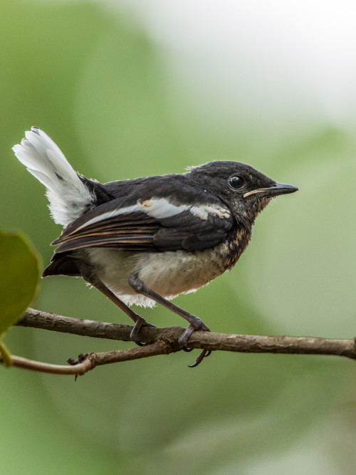 Juvenile Oriental magpie-robin